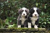 BEARDED COLLIE 470